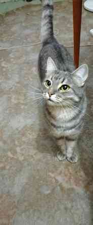 Отдам кошечку 3 года Донецк