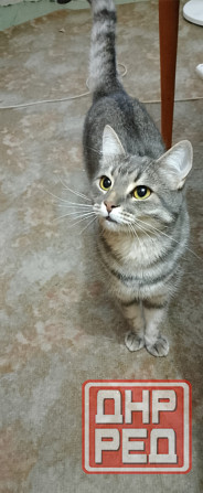 Отдам кошечку 3 года Донецк - изображение 1