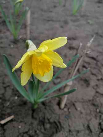 нарциссы Донецк