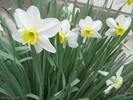 нарциссы Донецк