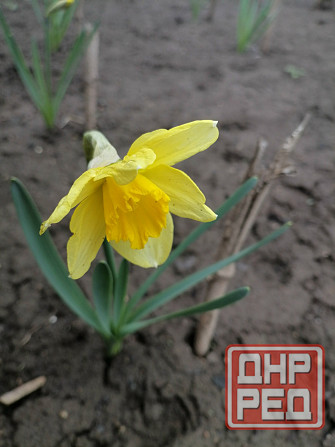 нарциссы Донецк - изображение 3