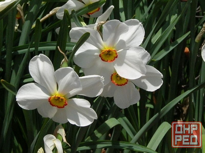 нарциссы Донецк - изображение 2