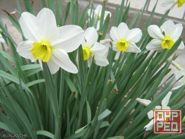 нарциссы Донецк - изображение 1