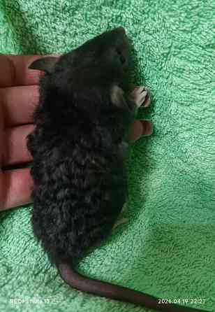 Девочка Дамбо Рекс Донецк