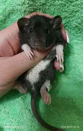 Девочка Дамбо Рекс Донецк