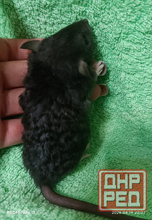 Девочка Дамбо Рекс Донецк - изображение 2