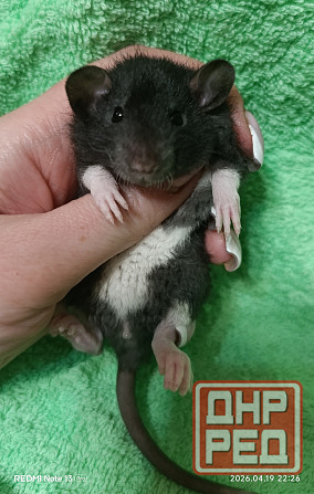 Девочка Дамбо Рекс Донецк - изображение 1