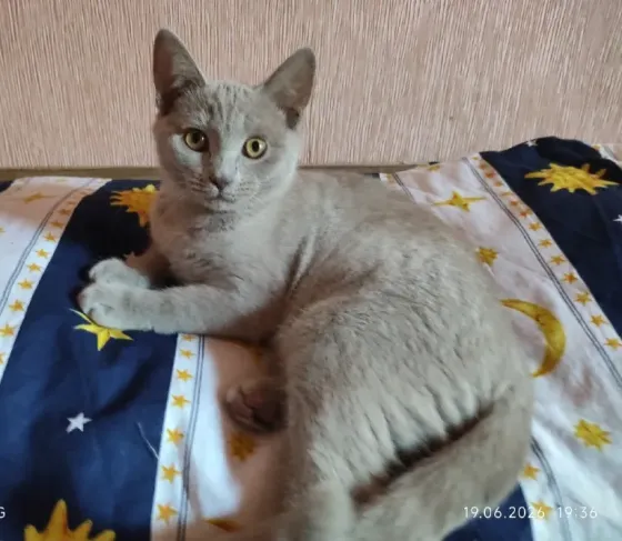 Шотландский котенок Донецк