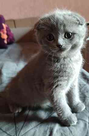 Шотландские котята Донецк