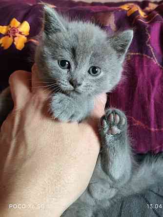 Шотландские котята Донецк