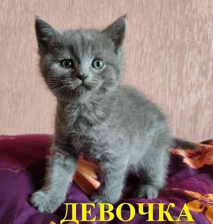 Шотландские котята Донецк