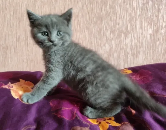 Шотландские котята Донецк