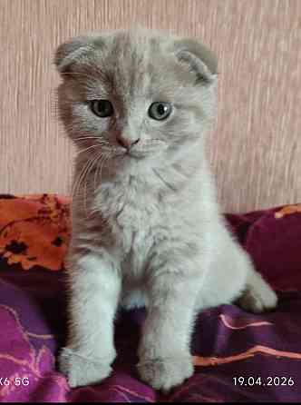 Шотландские котята Донецк