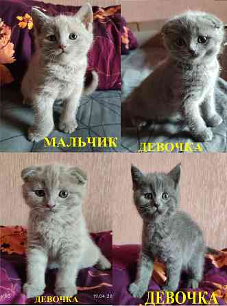 Шотландские котята Донецк