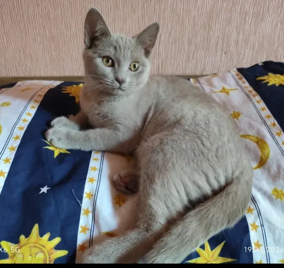Шотландский котенок Донецк