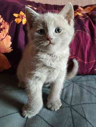 Шотландские котята Донецк