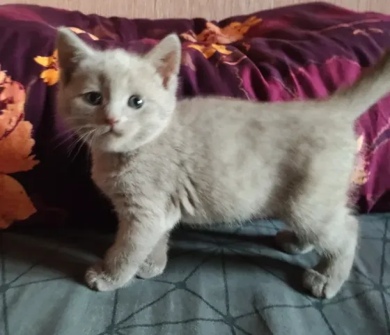 Шотландские котята Донецк