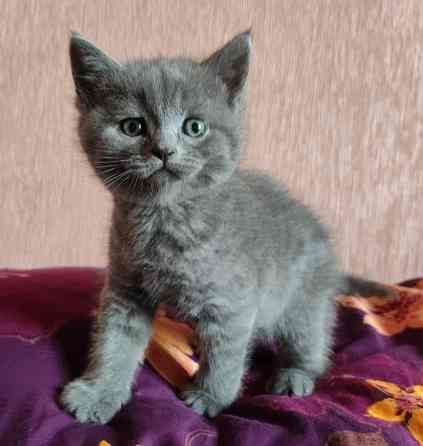 Шотландские котята Донецк