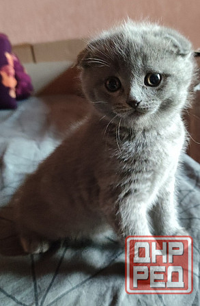 Шотландские котята Донецк - изображение 2