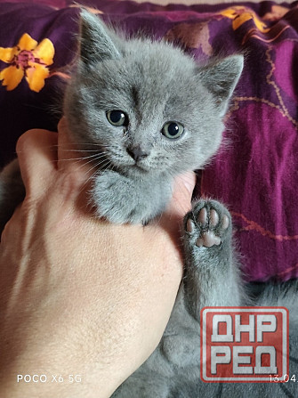 Шотландские котята Донецк - изображение 4