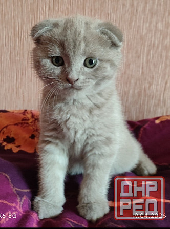 Шотландские котята Донецк - изображение 1