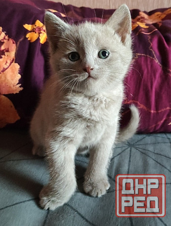 Шотландские котята Донецк - изображение 3