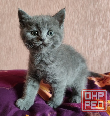 Шотландские котята Донецк - изображение 5