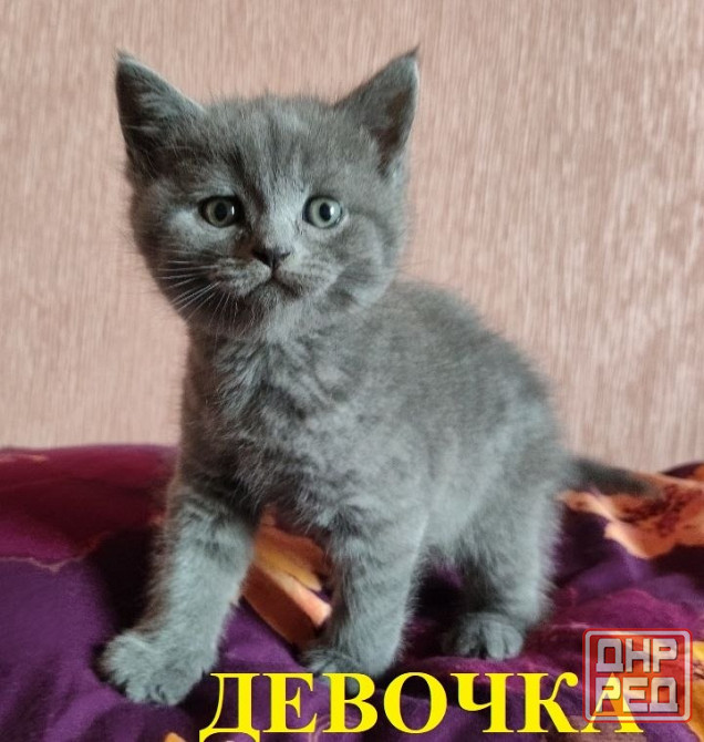 Шотландские котята Донецк - изображение 3