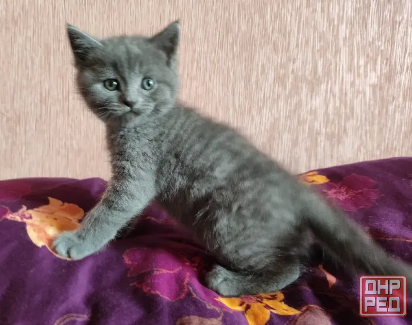 Шотландские котята Донецк - изображение 2