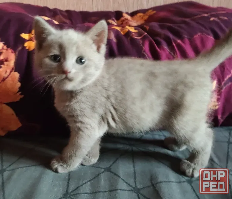 Шотландские котята Донецк - изображение 1