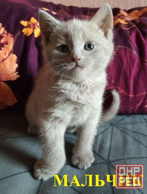 Шотландские котята Донецк - изображение 4
