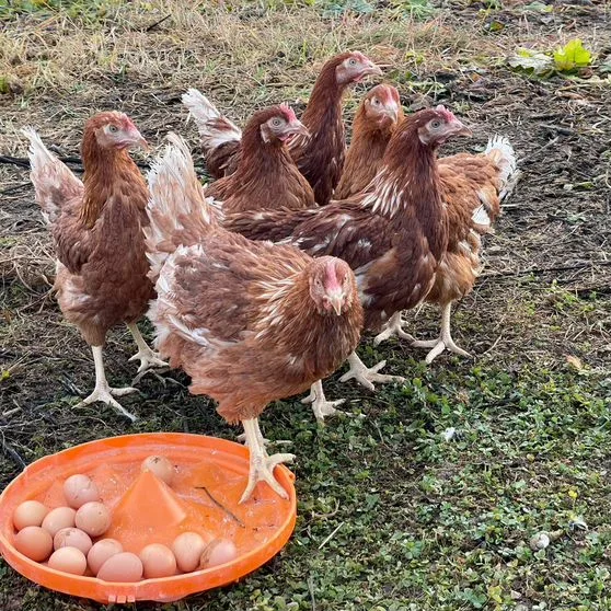 Несушки Донецк