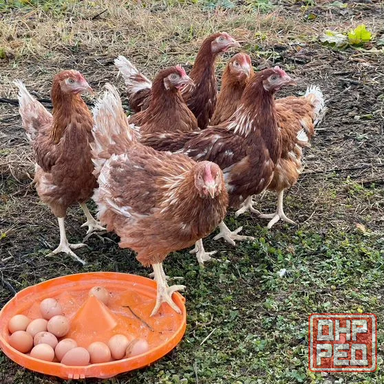 Несушки Донецк - изображение 1