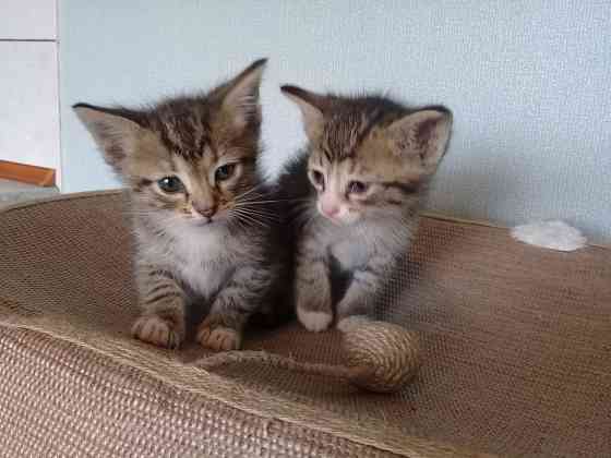 Котята-мальчики, котёнок, кот, котенок Макеевка