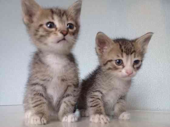 Котята-мальчики, котёнок, кот, котенок Макеевка