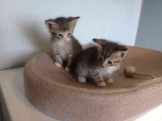 Котята-мальчики, котёнок, кот, котенок Макеевка