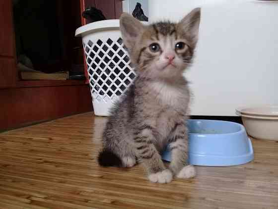 Котята-мальчики, котёнок, кот, котенок Макеевка