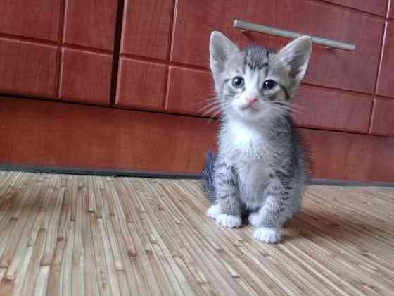 Котята-мальчики, котёнок, кот, котенок Макеевка