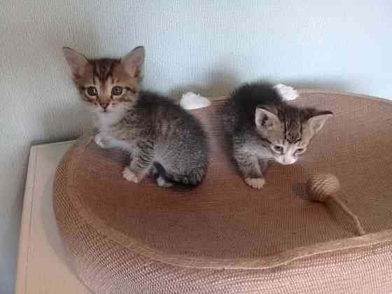 Котята-мальчики, котёнок, кот, котенок Макеевка