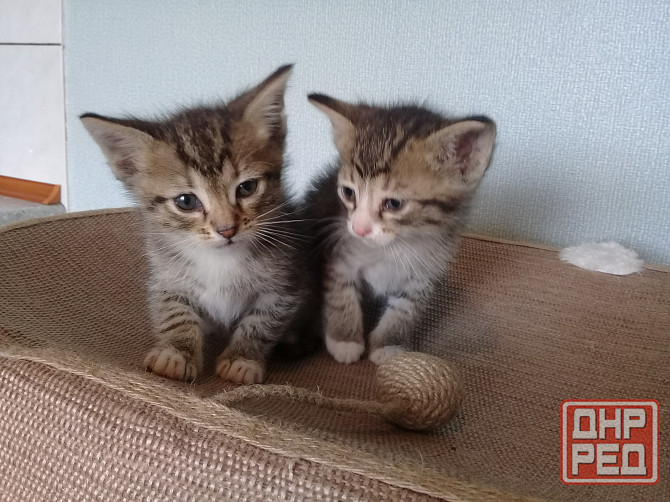 Котята-мальчики, котёнок, кот, котенок Макеевка - изображение 4