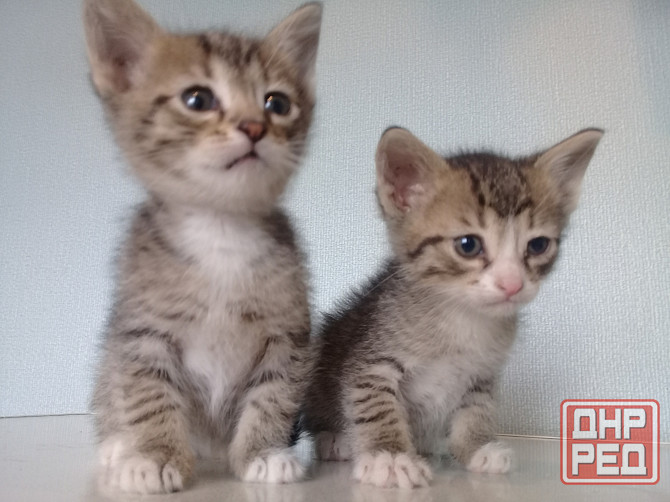 Котята-мальчики, котёнок, кот, котенок Макеевка - изображение 2