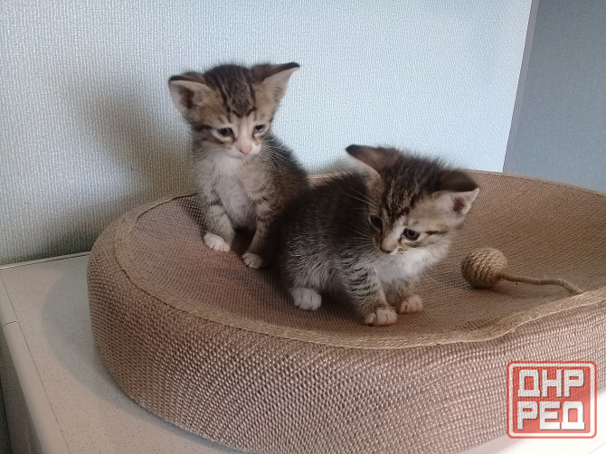 Котята-мальчики, котёнок, кот, котенок Макеевка - изображение 5