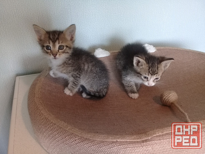 Котята-мальчики, котёнок, кот, котенок Макеевка - изображение 6