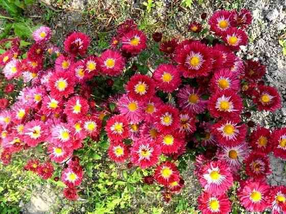 Хризантема Калиновый Гай куст Донецк