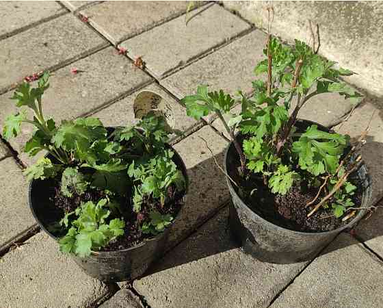 Хризантема Калиновый Гай куст Донецк