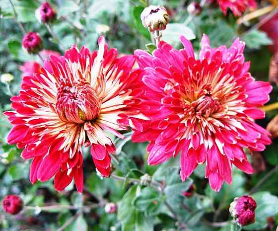 Хризантема Калиновый Гай куст Донецк