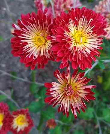 Хризантема Калиновый Гай куст Донецк