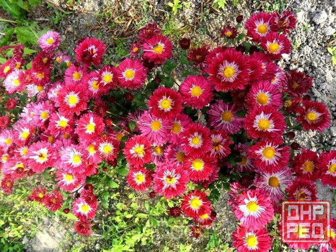 Хризантема Калиновый Гай куст Донецк - изображение 2