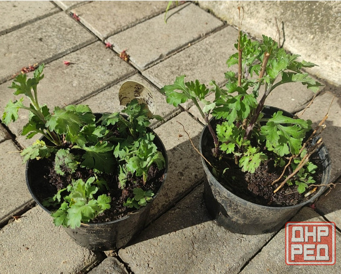 Хризантема Калиновый Гай куст Донецк - изображение 3