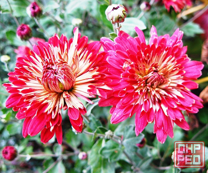 Хризантема Калиновый Гай куст Донецк - изображение 1